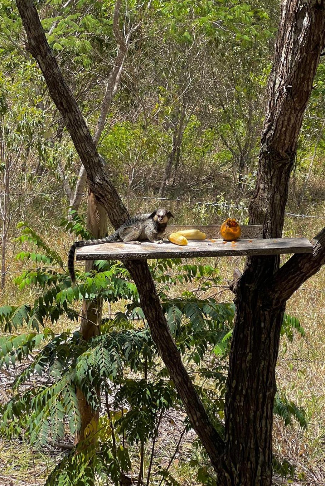 Reserva Do Bosque Hospedaria E Natureza Ибикоара Екстериор снимка